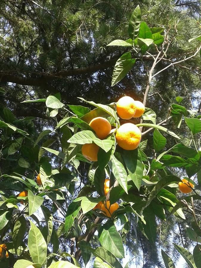 Гостевой дом Apartments and Rooms Troya Котор