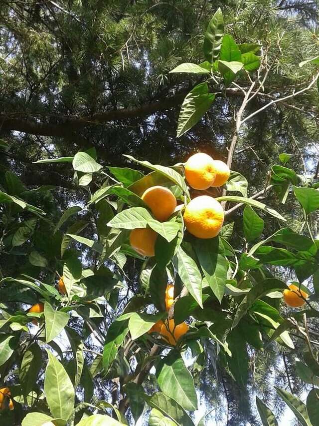 Гостевой дом Apartments and Rooms Troya Котор-28