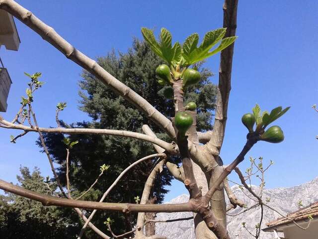 Гостевой дом Apartments and Rooms Troya Котор-47